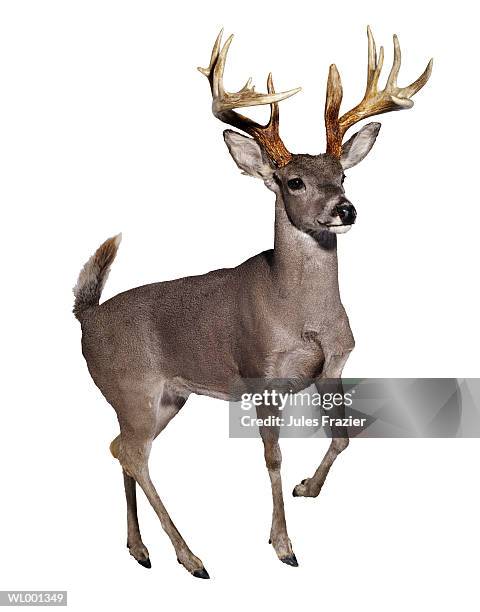 stuffed mule deer - martin schulz gives statement as possibility of grand coalition grows stockfoto's en -beelden