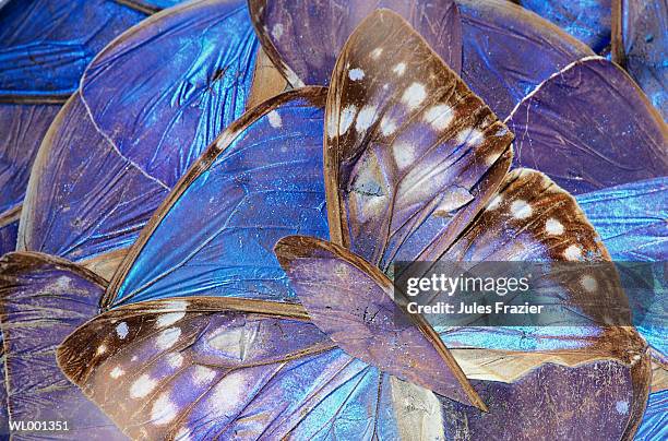 brazilian butterfly - animal limb stock pictures, royalty-free photos & images