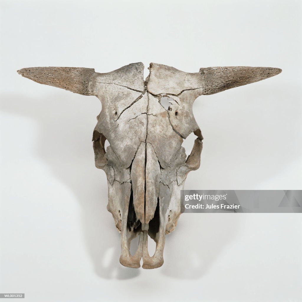 Ox Skull