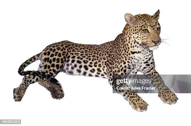 jaguar - endangered species white background stock pictures, royalty-free photos & images