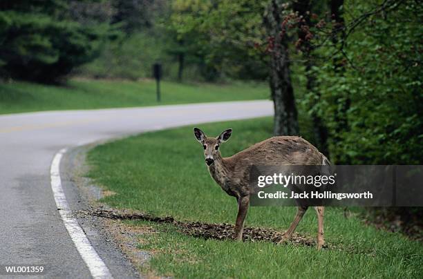 white tail deer on the road - grünstreifen stock-fotos und bilder