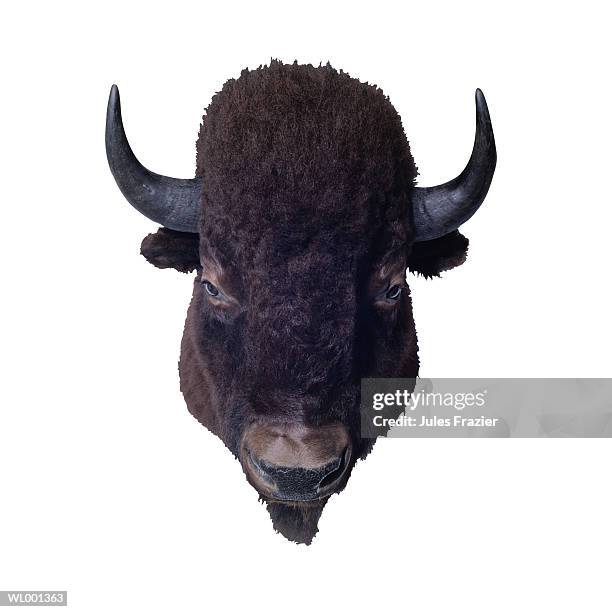 buffalo head - martin schulz gives statement as possibility of grand coalition grows stockfoto's en -beelden