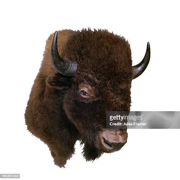 buffalo head - solidarity with charlottesville rallies are held across the country in wake of death after alt right rally last week stockfoto's en -beelden