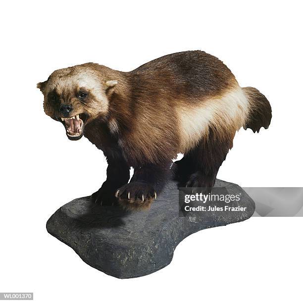 stuffed wolverine - solidarity with charlottesville rallies are held across the country in wake of death after alt right rally last week stockfoto's en -beelden