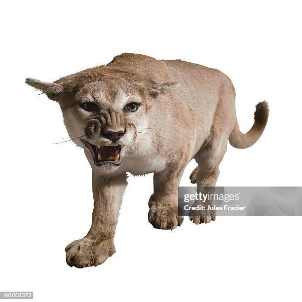 stuffed cougar - hollister stock pictures, royalty-free photos & images