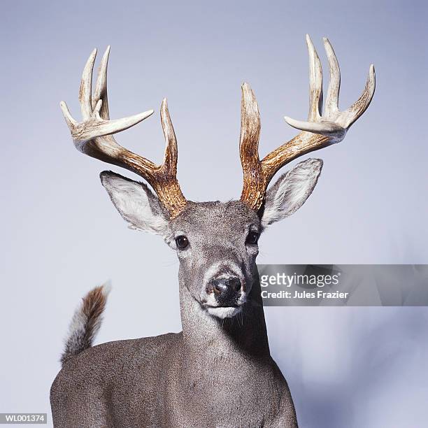 stuffed deer - solidarity with charlottesville rallies are held across the country in wake of death after alt right rally last week stockfoto's en -beelden