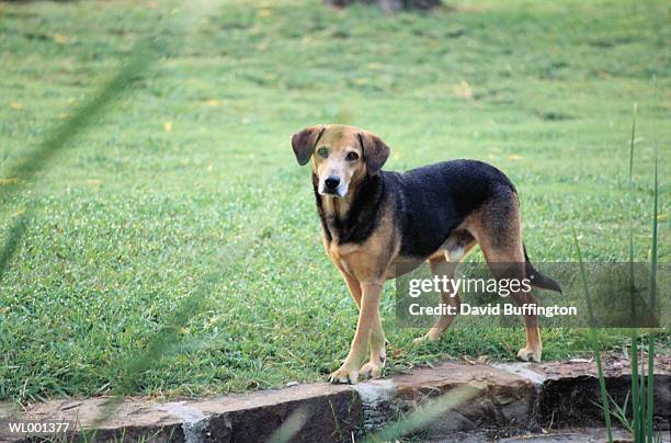 dog - american friends of magen david adom host third annual red star ball arrivals stockfoto's en -beelden