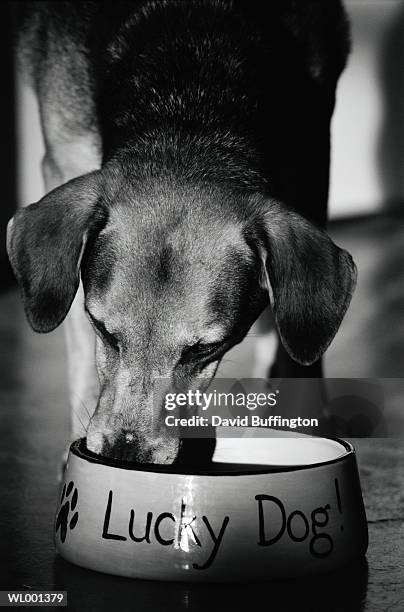 dog eating - american friends of magen david adom host third annual red star ball arrivals stockfoto's en -beelden