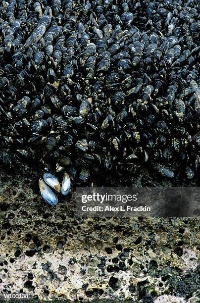 mussels (mytilidae) adhering to rocks, low tide - from to stock pictures, royalty-free photos & images