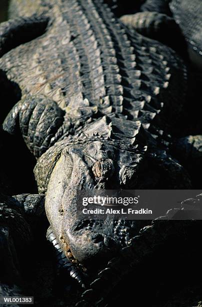 alligator (alligator mississipiensis) sleeping, close-up - alex grey stock-fotos und bilder