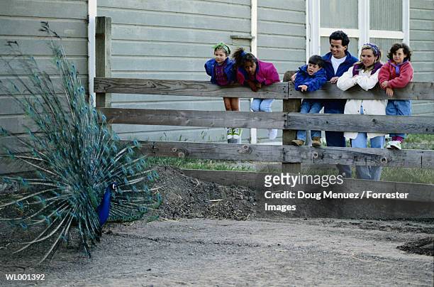 family looking at a peacock - a stock pictures, royalty-free photos & images
