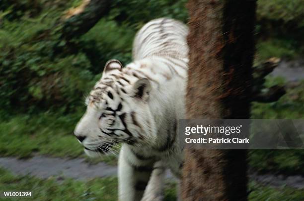 white siberian tiger - 野茂 英雄 dodgers or mets or brewers or tigers or red sox or rays or royals stockfoto's en -beelden