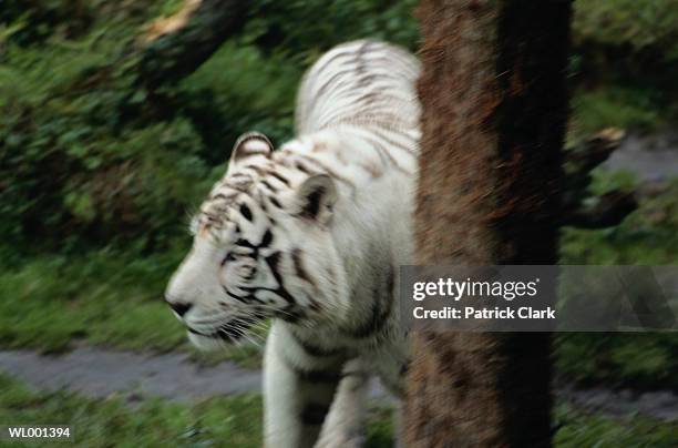 white siberian tiger - 野茂 英雄 dodgers or mets or brewers or tigers or red sox or rays or royals stock pictures, royalty-free photos & images