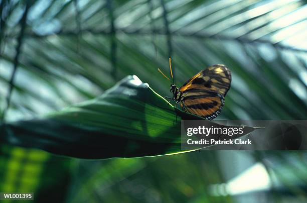 butterfly on leaf - animal limb stock pictures, royalty-free photos & images