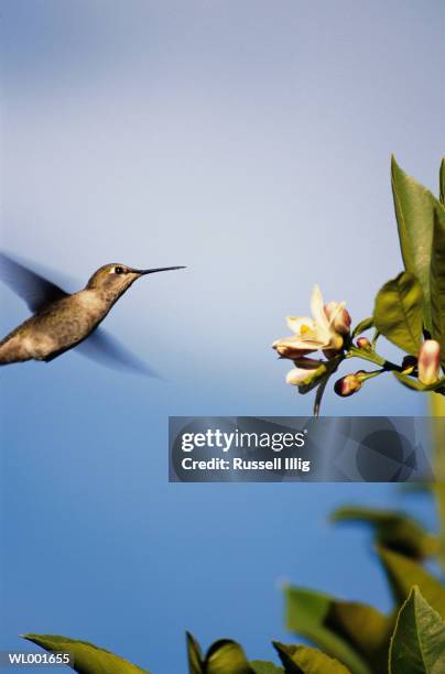 hummingbird - russell stock pictures, royalty-free photos & images