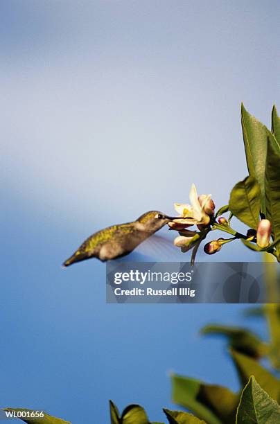 hummingbird - flower part fotografías e imágenes de stock