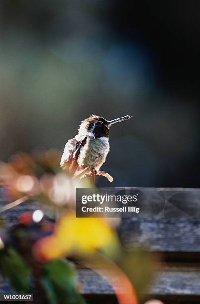 hummingbird - russell stock pictures, royalty-free photos & images