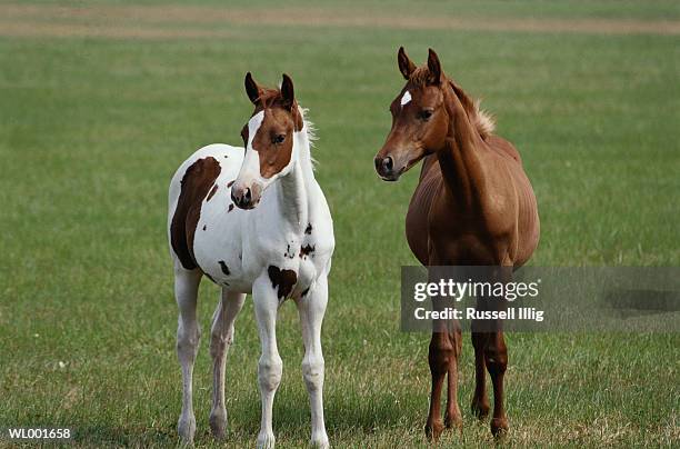 horses - russell stock pictures, royalty-free photos & images