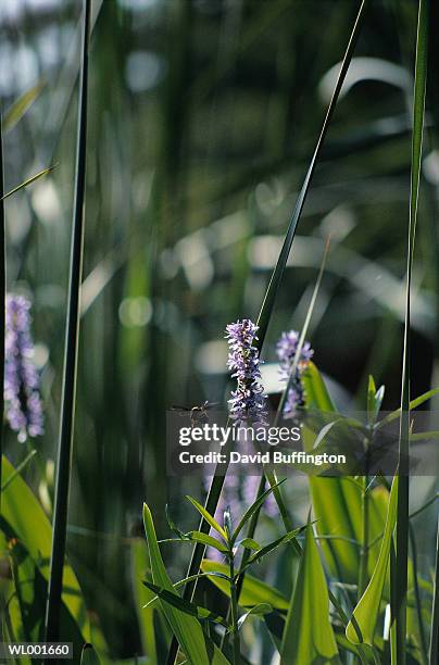 bumble bee on water hyacinth - temperate flowers stock-fotos und bilder