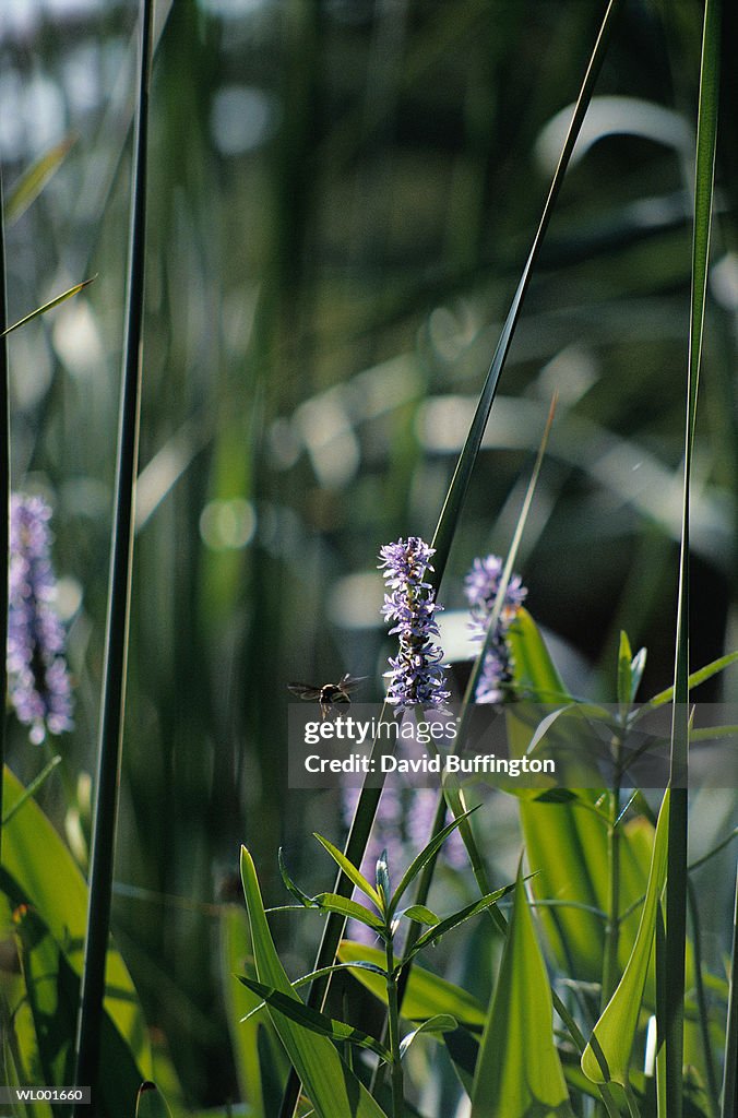 Bumble Bee on Water Hyacinth