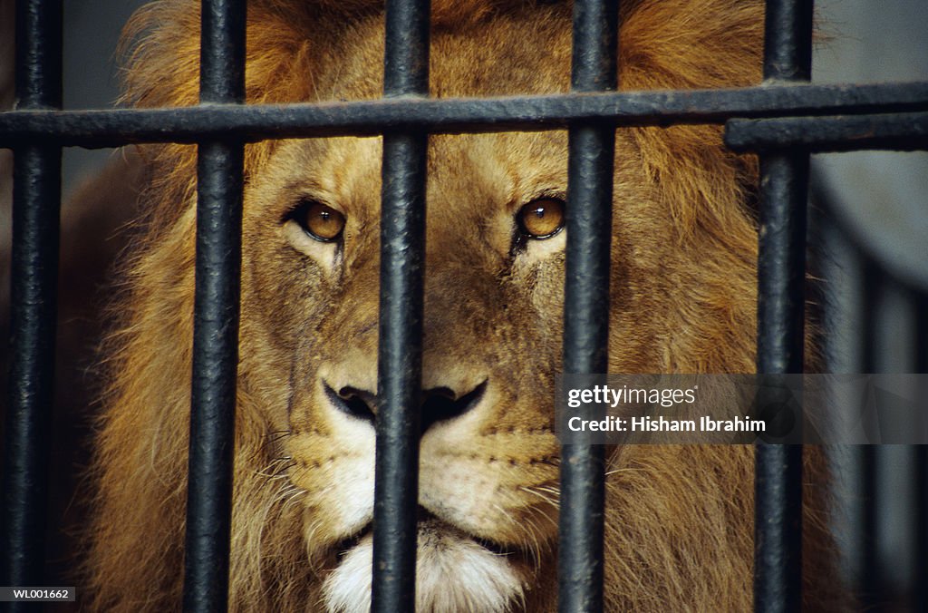 Lion Behind Bars at the Zoo