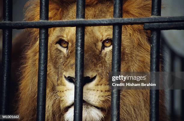 lion behind bars at the zoo - animale in cattività foto e immagini stock