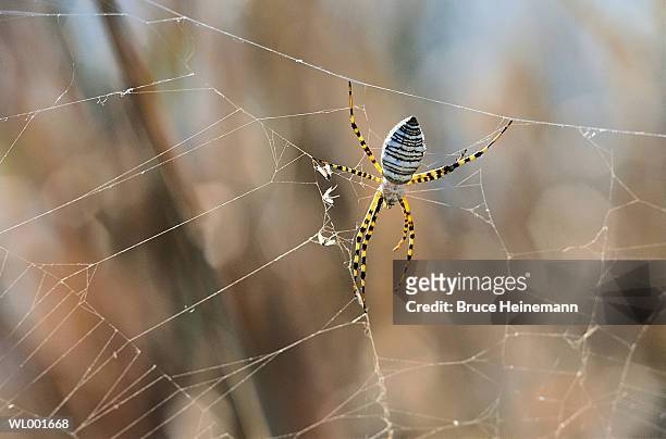 spider in web - spider web ストックフォトと画像