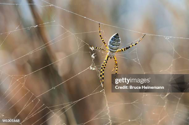 spider in web - bruce stock pictures, royalty-free photos & images