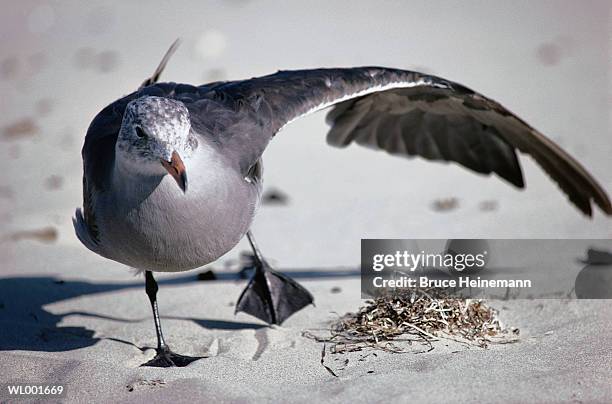 sea gull - animal limb stock pictures, royalty-free photos & images