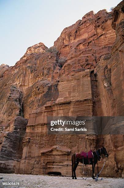 horse in the desert - paardrijbenodigdheden stockfoto's en -beelden