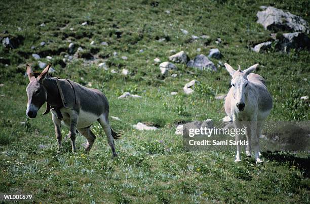 donkeys - animale da lavoro foto e immagini stock