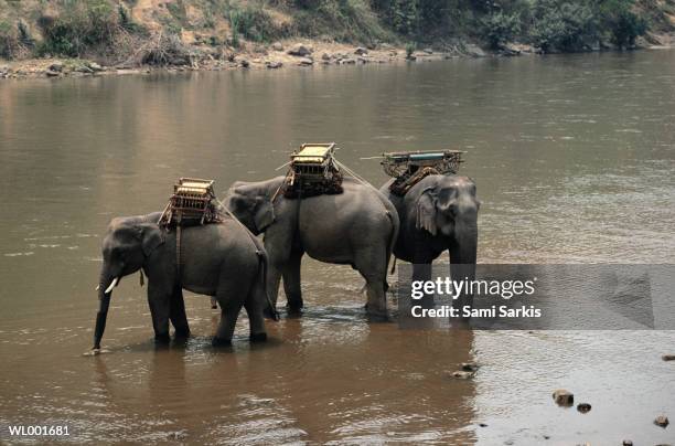 elephants in river - werkdier stockfoto's en -beelden