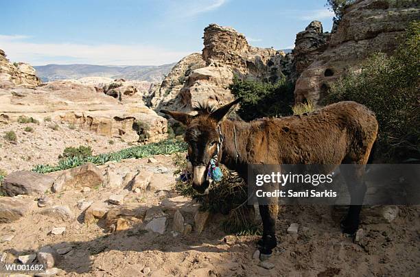 donkey - animale da lavoro foto e immagini stock
