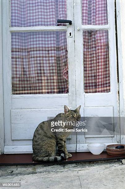 cat in front of door - door stockfoto's en -beelden