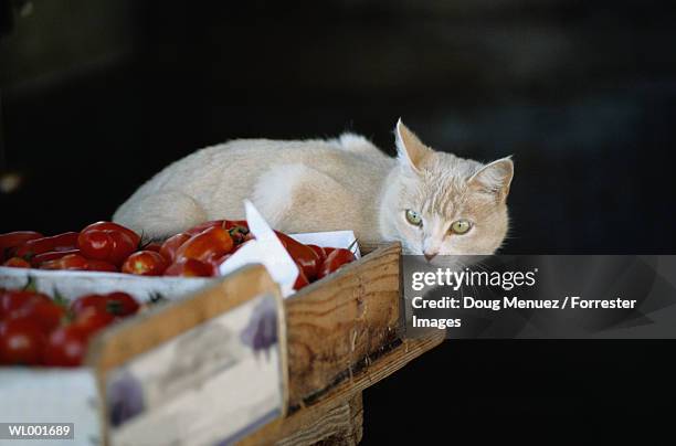 cat by the tomatoes - by stock pictures, royalty-free photos & images