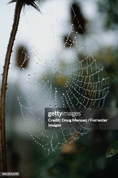 spider web with dew - estados de agua fotografías e imágenes de stock