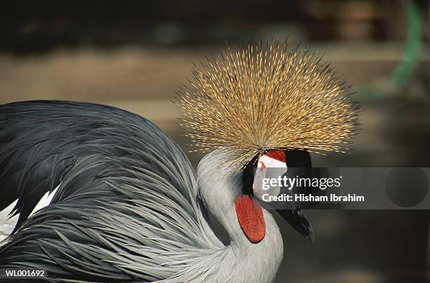 gray crowned crane - grey crowned crane stock pictures, royalty-free photos & images