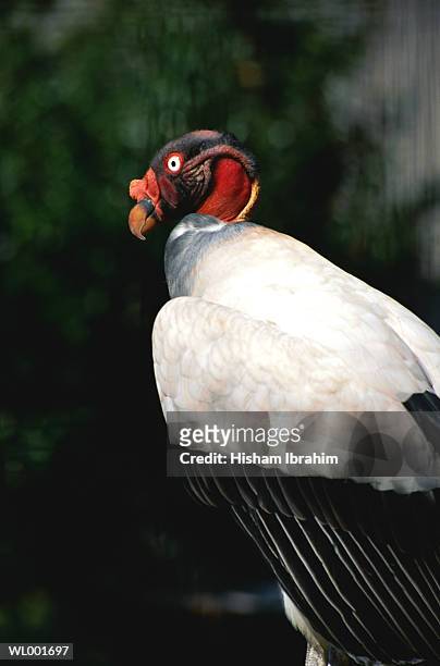 king vulture - martin schulz gives statement as possibility of grand coalition grows stockfoto's en -beelden