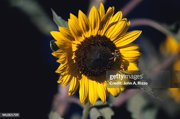 bumblebee on sunflower - festival paris cinema opening night and premiere of la venus a la fourrure stockfoto's en -beelden