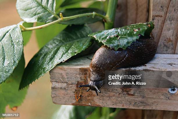 garden slug - a stock pictures, royalty-free photos & images