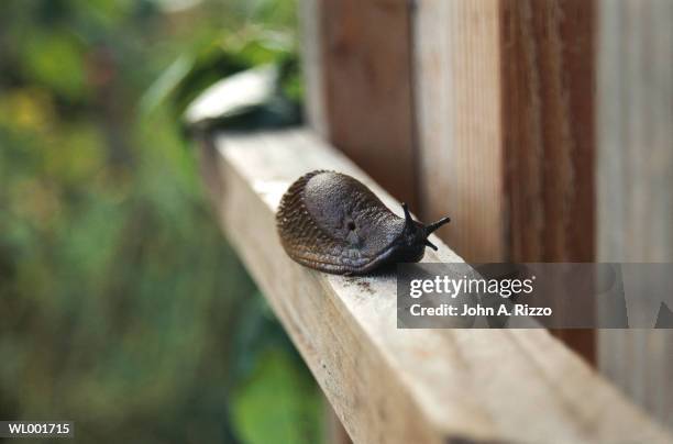 garden slug - a stock pictures, royalty-free photos & images