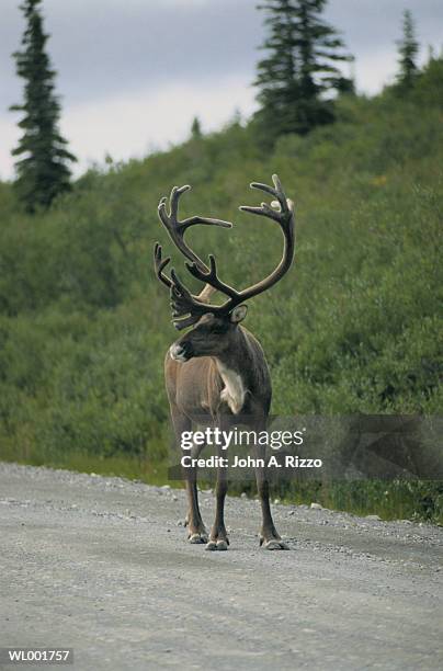 caribou on the road - a von stock-fotos und bilder