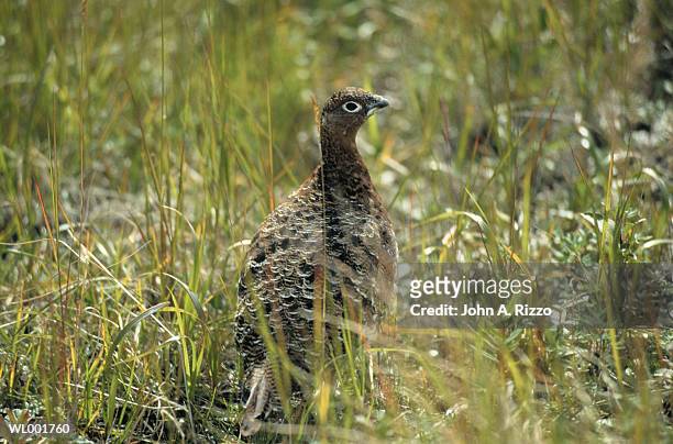 quail in the grass - a von stock-fotos und bilder