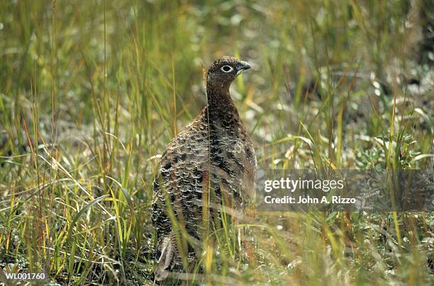 quail in the grass - a stock pictures, royalty-free photos & images