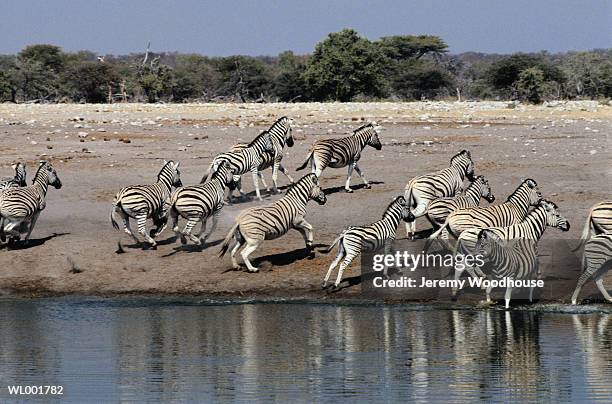 zebras running - zebra herd running stock pictures, royalty-free photos & images