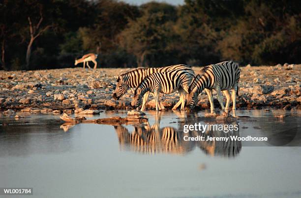 zebras drinking at a watering hole - a von stock-fotos und bilder