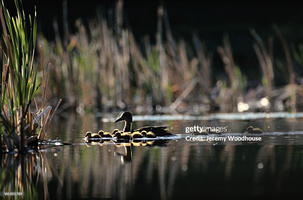 Mallard and Her Ducklings