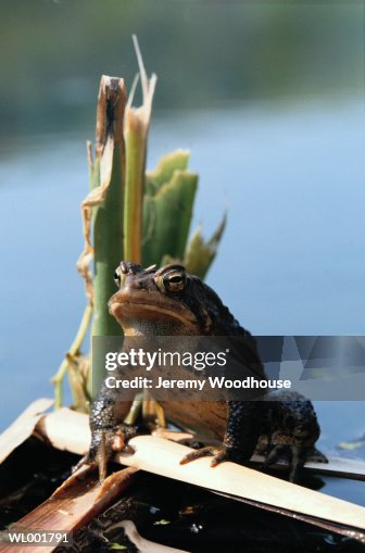Toad Toad