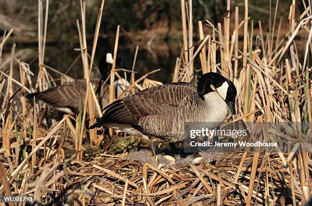 canada goose - tierhals stock-fotos und bilder