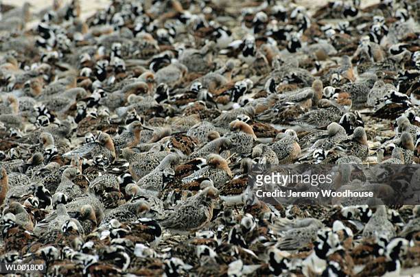 red knots and turnstones - thousands of seized guns are melted at the los angeles county sheriffs office annual gun melt stockfoto's en -beelden